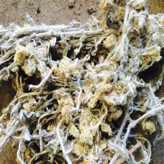 鼠曲草(佛耳草) 个子 山东 产地直销