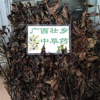 广西壮乡中草药 野生 正品 肿节风 九节茶 草珊瑚 九节风 接骨莲 九爪