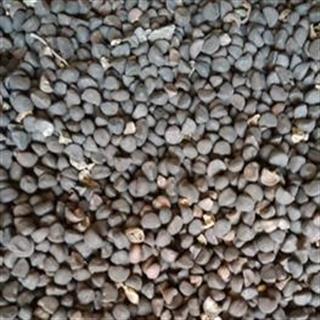 黑丑 牵牛子 统货 产地 山东省菏泽市鄄城县舜王城药市
