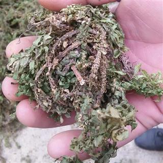 首页 全草类 千层塔收藏商品 商品名称:千层塔