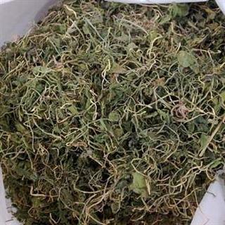 一支箭 清热解毒,活血散瘀.治乳痈,疔疮,跌打损伤
