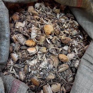 蟹壳 螃蟹壳 统 产地 山东省