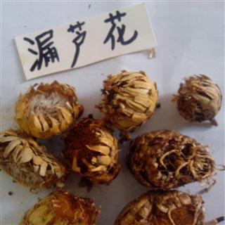 漏芦 漏芦花 产地 吉林省辽源市龙山区 库存 1000公斤