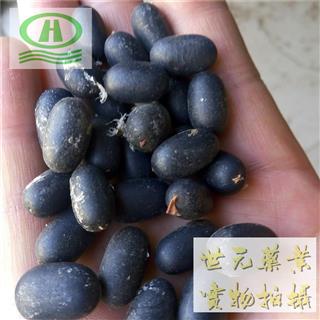 世元药业 双肾子 苦石莲子 正品 南蛇藤果 药店诊所专供各类中药材