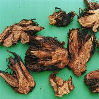 中药材诚实通 根茎类 绵马贯众  收藏商品