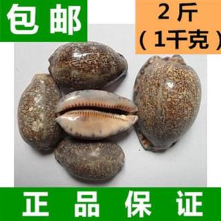 中药材紫贝齿 紫贝 文贝 紫贝子 狗支螺(1千克/袋)正品