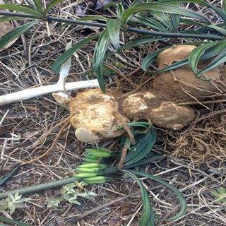 黄精 新鲜大个 野生黄精 药食两用 产地 云南省临沧市