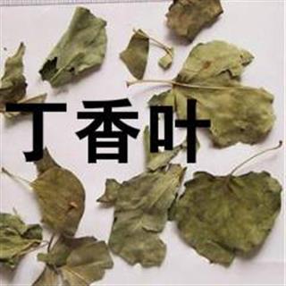 吉康药业丁香叶 药用丁香叶 非调料香叶 非石楠叶