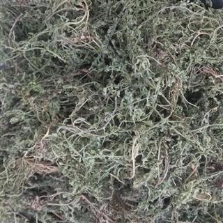 鹅不食 鹅不食草统段 产地 河南省
