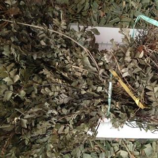 新辉药业正品铁丝草 铜丝草 猪宗七