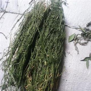 新辉药业百蕊草 一棵松 地石榴