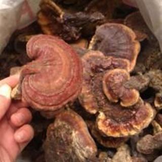 真正野生灵芝 赤灵芝 降脂糖降压