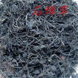圣草康园石蝉草 火伤叶 胡椒草 散血胆