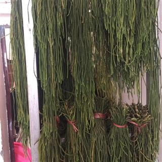 马尾伸筋草,马尾千金草,产地四川