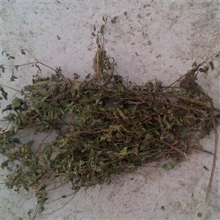 豨莶草(批零) 统 产地 河南省南阳市新野县
