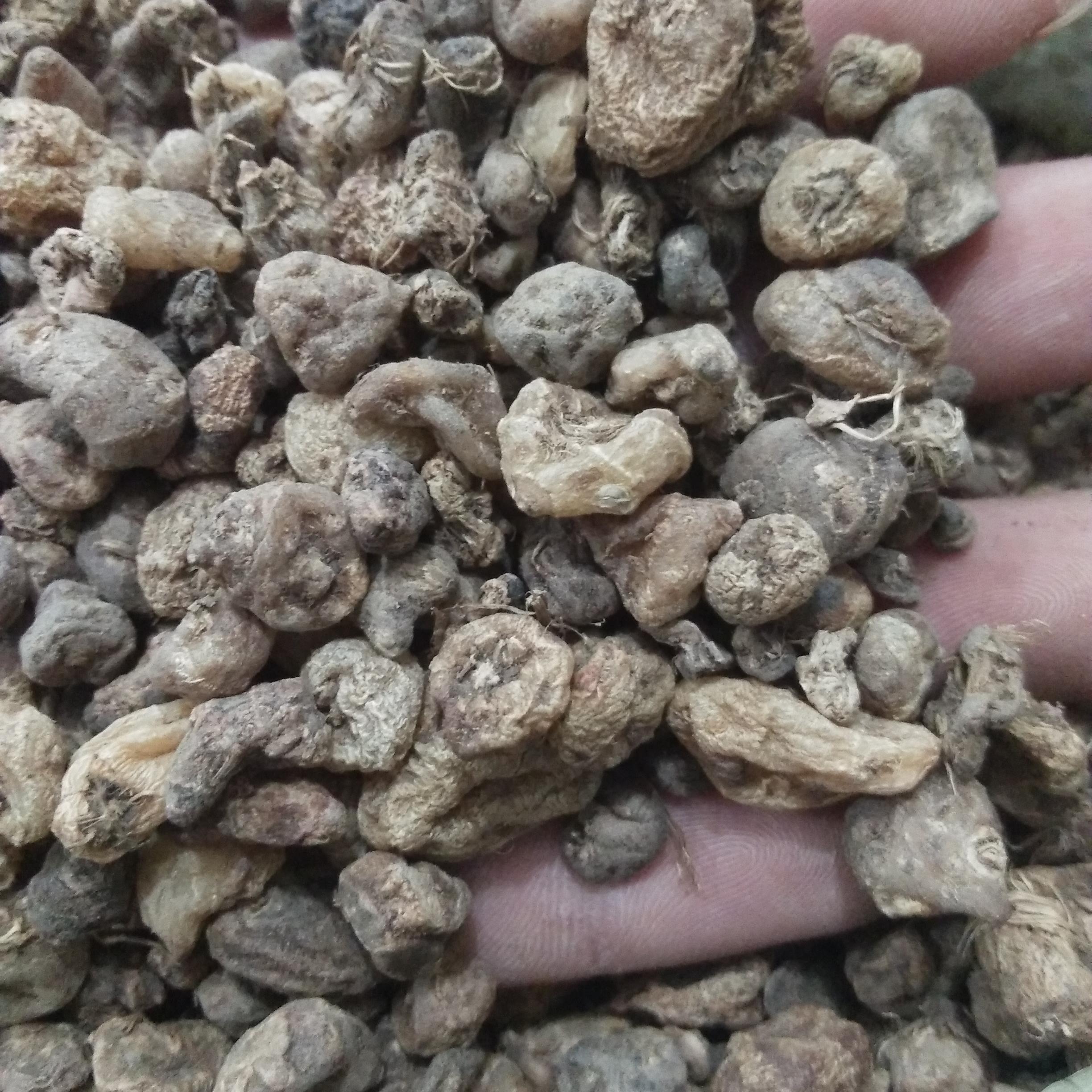 山慈菇 金果榄 冰球子 统货 产地 云南省