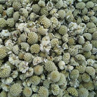 2016年新货雪丽花 绿萝花批发 雪丽花批发 雪里花散装 雪中情 支持7天