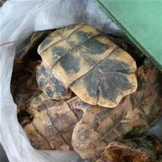 1 促销信息: 领      券: 规格与数量 品名:龟甲 规格:水龟板选货