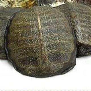               鳖甲 包药检 生血