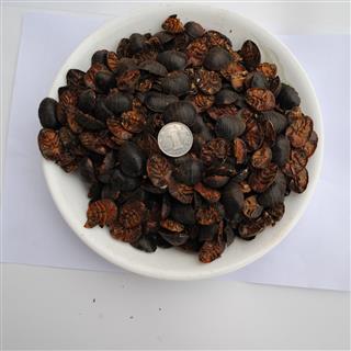 长江明中药材