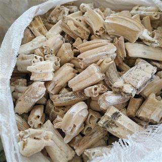 龙齿 特级选条 产地 山西省