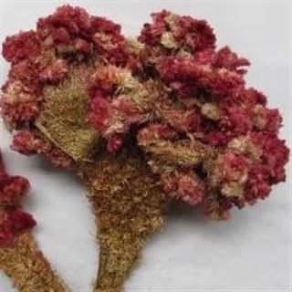               吉康药业鸡冠花 新