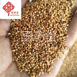             谷芽 炒谷芽 国药堂