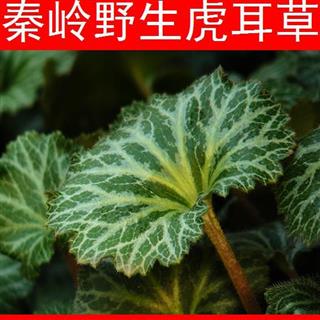 2018秦岭野生虎耳草天然无硫无污染治中耳炎