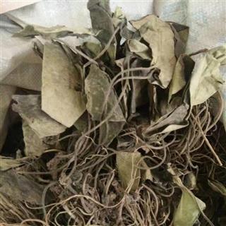 金耳环 选 产地 贵州_中药材诚实通