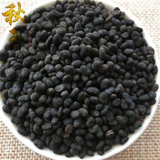 【秋玉中药】中药材批发供应【补骨脂】饱满选货 正品