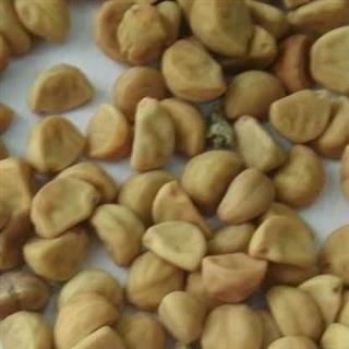白丑 牵牛子白丑统货 产地 河南省