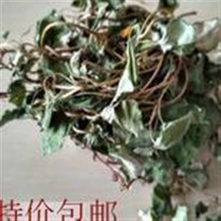 中药材 一串钱 金钱草 小叶金钱草