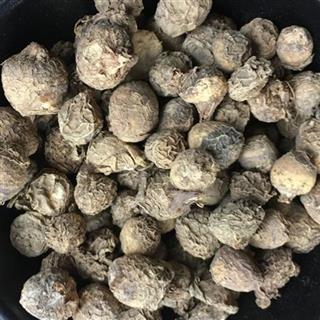 中药材 滴水珠 滴水珠 一滴珠 独龙珠