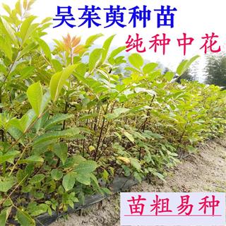 中花吴茱萸苗种苗茶辣苗吴芋苗药材种苗米辣子苗扦插生根种苗新品