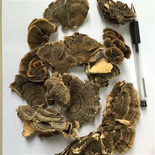 天集珍稀冷背药材行