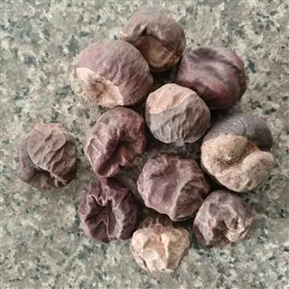娑罗子 苏罗子 棱罗子