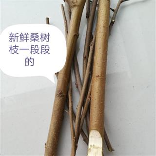                桑枝 选货 产地