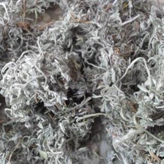 绵茵陈 绵茵陈灰白色统段 产地 河南省新乡市封丘县