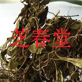 芝春堂 抱石莲 正品无硫 风不动 鱼鳖草 金丝鱼鳖 山豆爿草 抱树莲