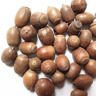 圣草康园橡实 橡子别名扁栗茧,蒙古栎,橡子树,柞树,蒙古柞今年新货