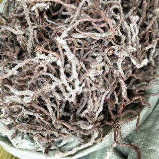 白毛蛇 统 产地 广西