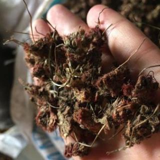 新辉药业正品锦地罗 落地金钱