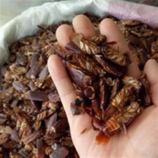 安祁名药正品蟑螂 偷油婆