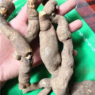 雪里开 正品 别名 地雷 拐子药 蛇松子 统段 优质 名医最爱 道地药材