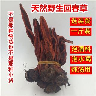回春草 野生 选装货 不老草 草苁蓉 顶天柱 壮阳草