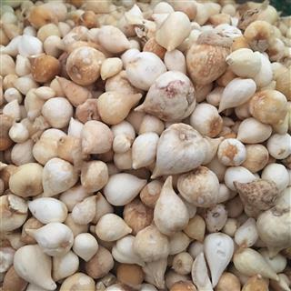               光慈姑 毛慈菇 山