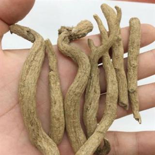 安祁名药优质紫金龙 串枝莲