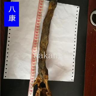 驴鞭长约45cm重约130克