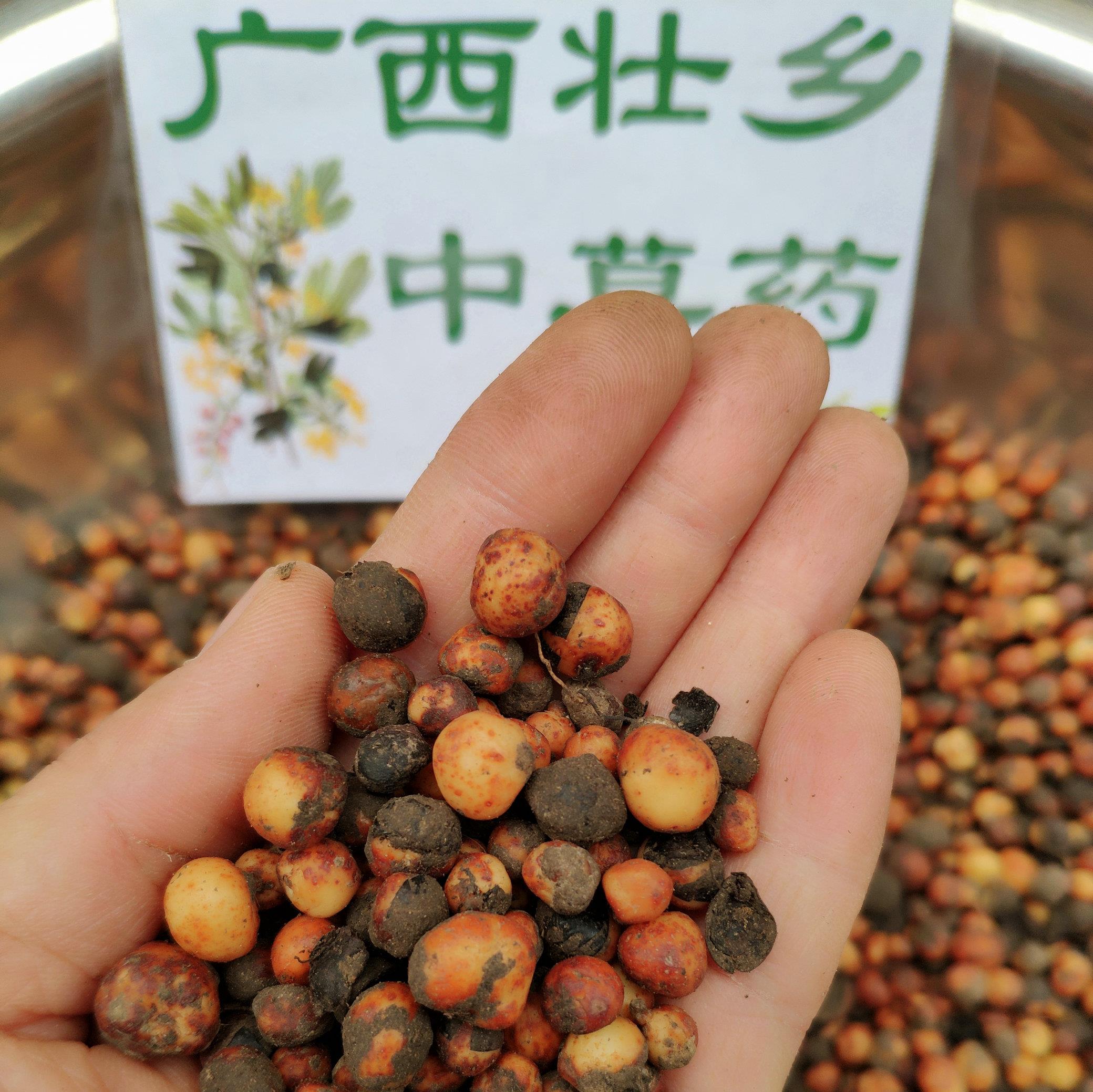 广西壮乡中草药野生正宗2021年鲜货地下明珠落地珍珠一滴金丹茅膏菜根