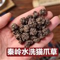 秦嶺山區(qū)道地野生貓爪草 新貨精選